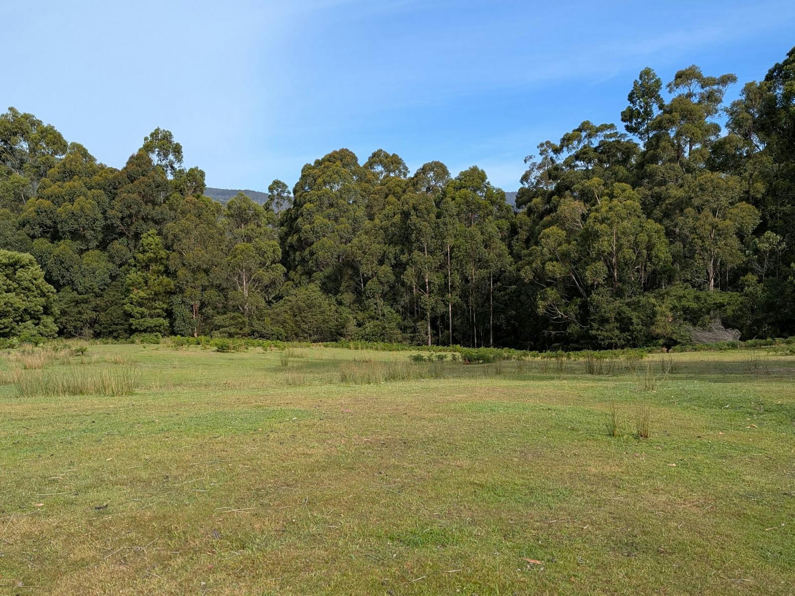 Site 1, sloping land towards the bush with a few flatter spots.