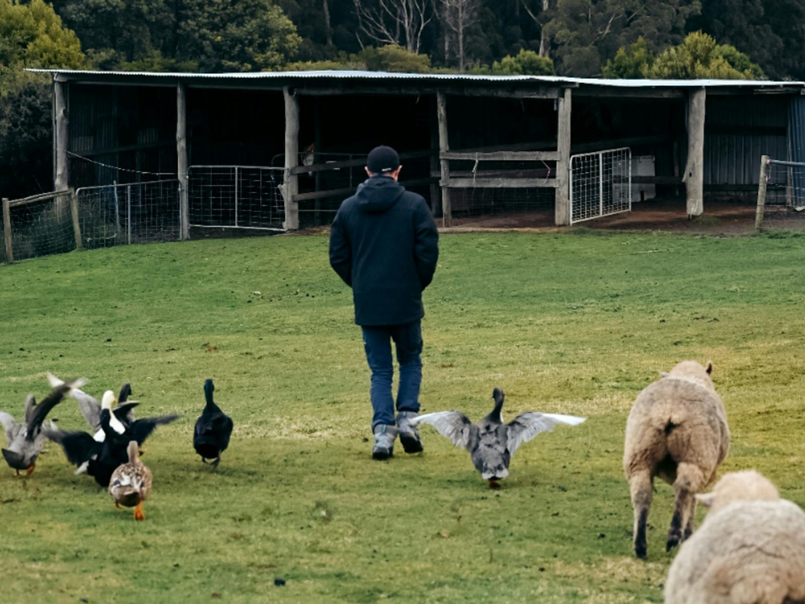 The resident pets