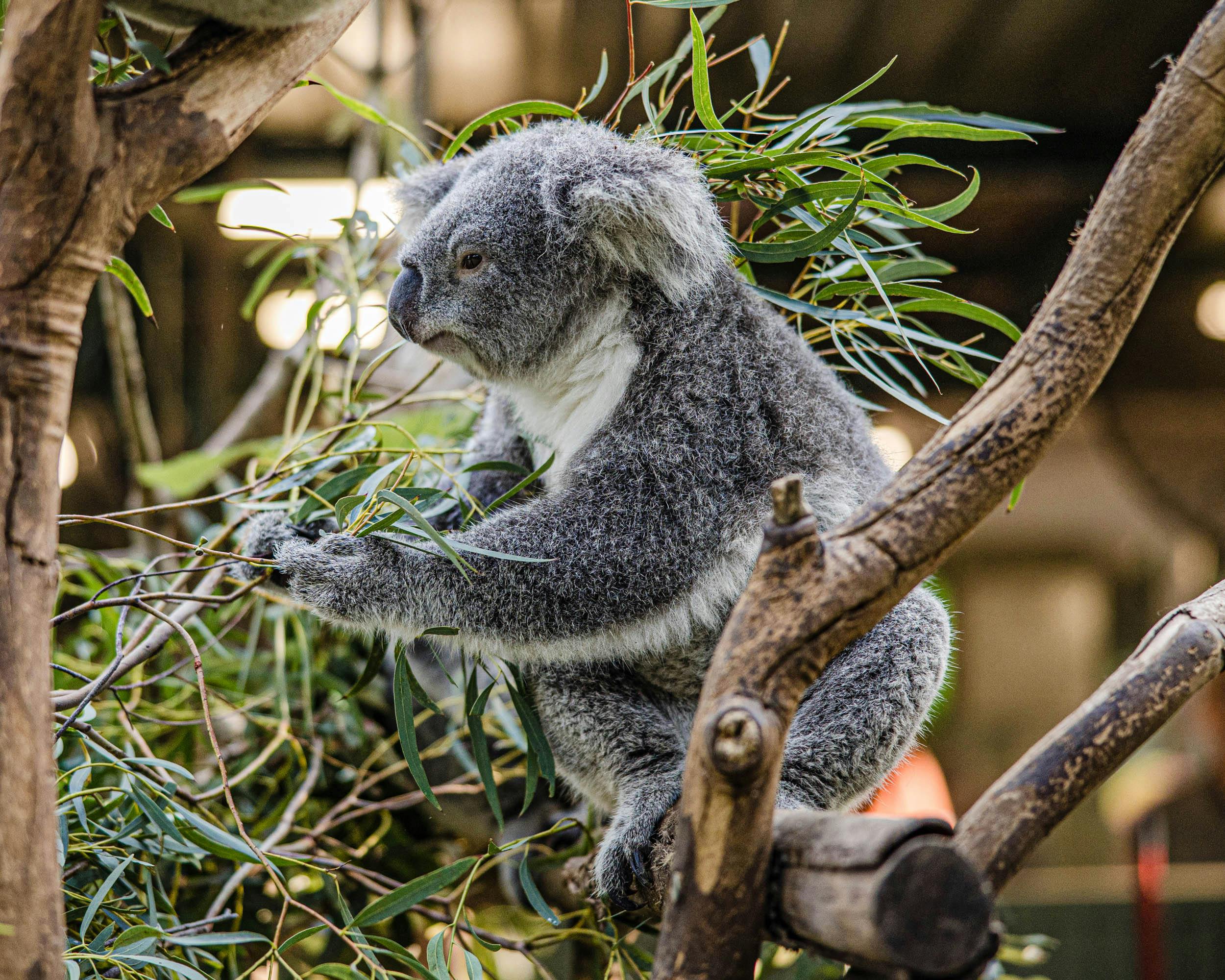Koala relaxing in tree. One of the inclusions on a private Runaway Tours Blue Mountains tour