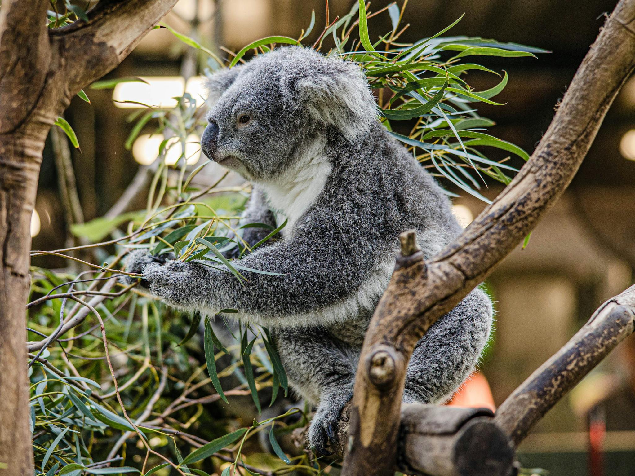 Koala relaxing in tree. One of the inclusions on a private Runaway Tours Blue Mountains tour