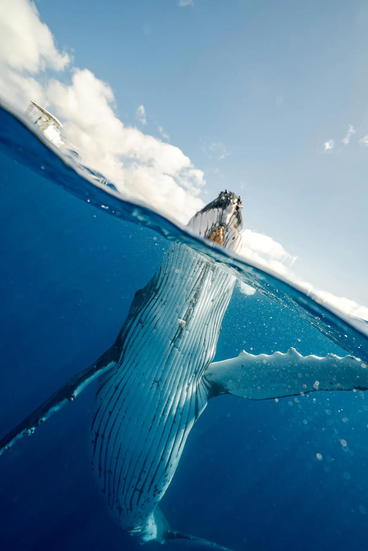 Early Whale Swim Special