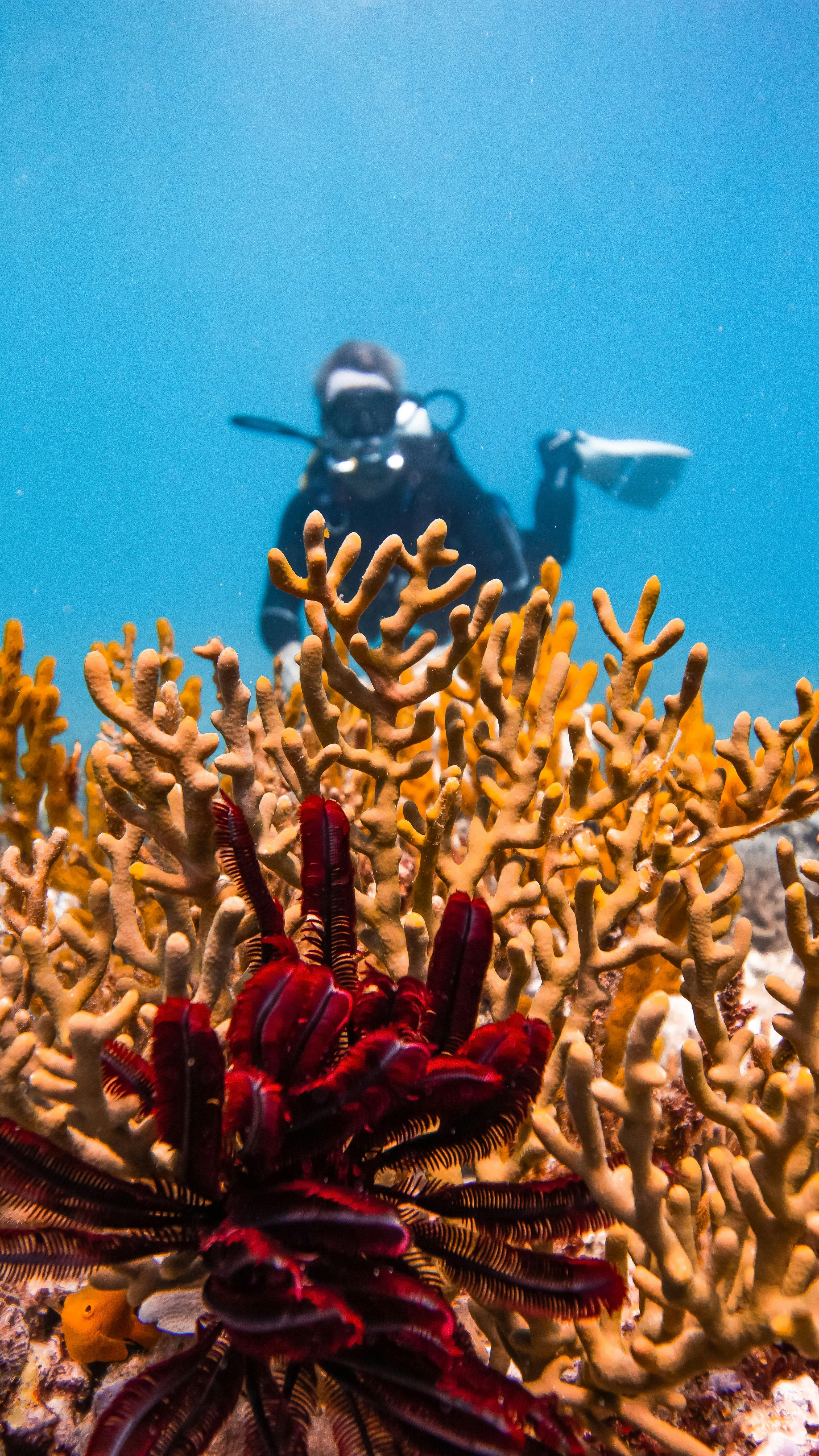 Scuba Diver Lady Musgrave Experience