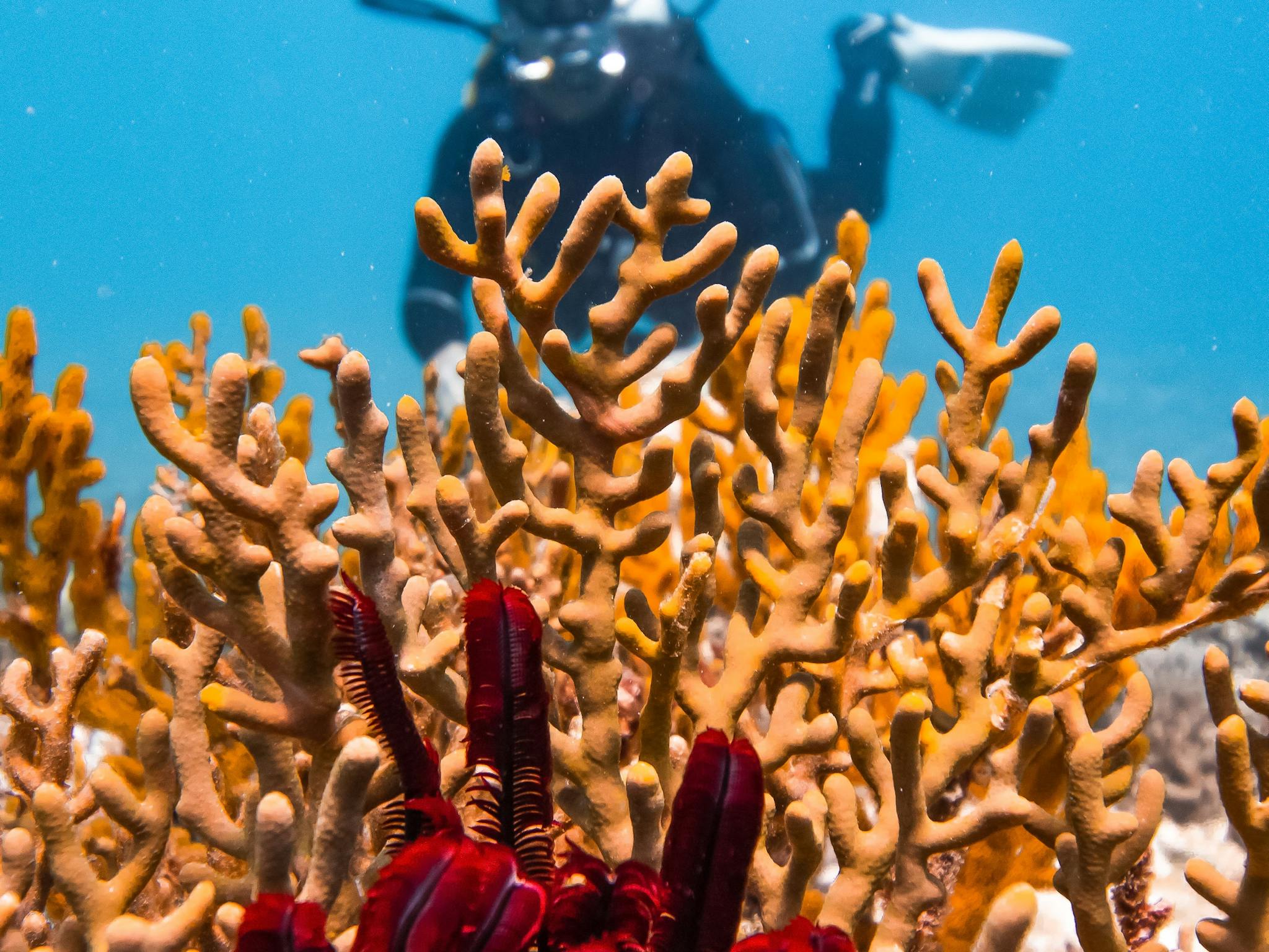 Scuba Diver Lady Musgrave Experience Scuba Diver Lady Musgrave Experience