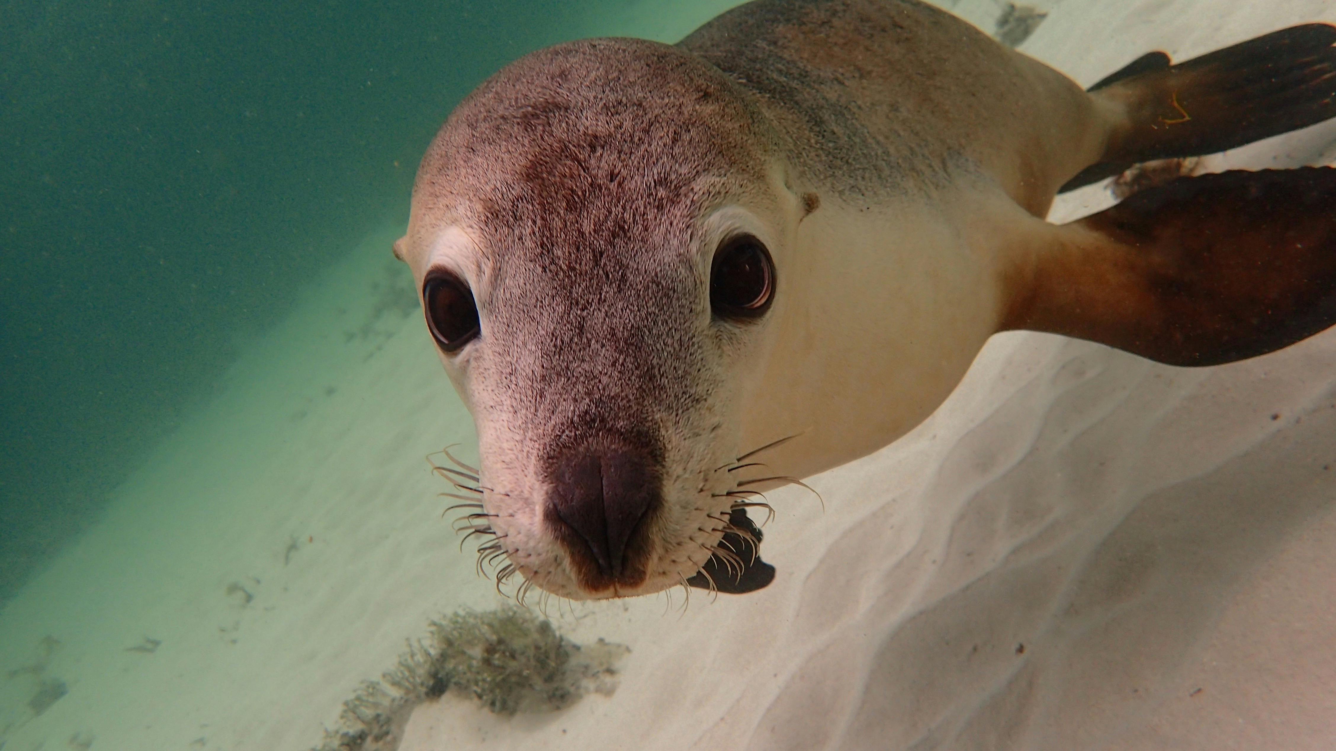 Swim with Sea-Lions Jurien Bay