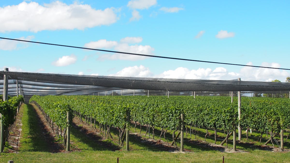 Vineyard