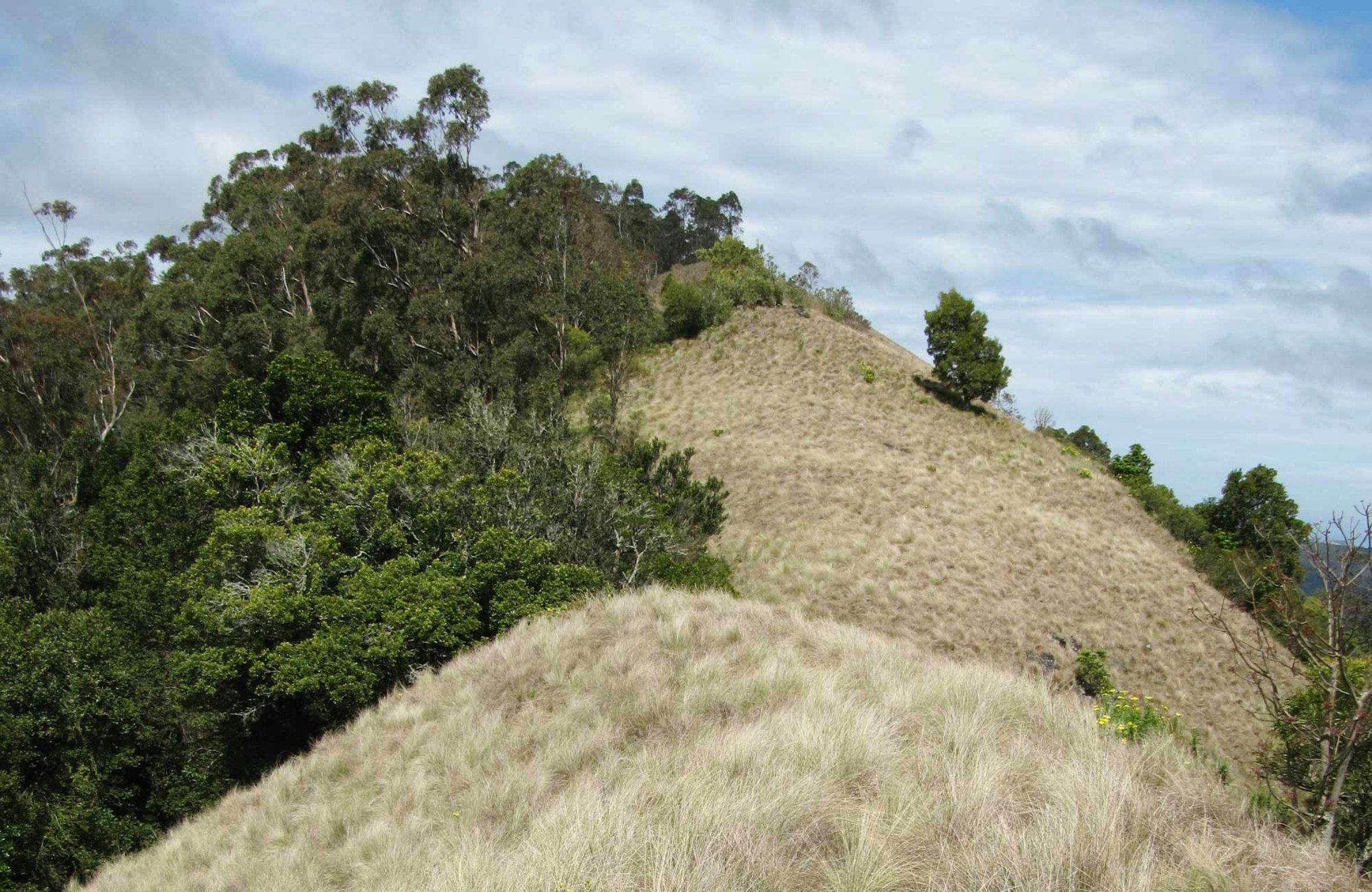 Pieries Peak walking track, Mount Royal National Park. Photo: Susan Davis.