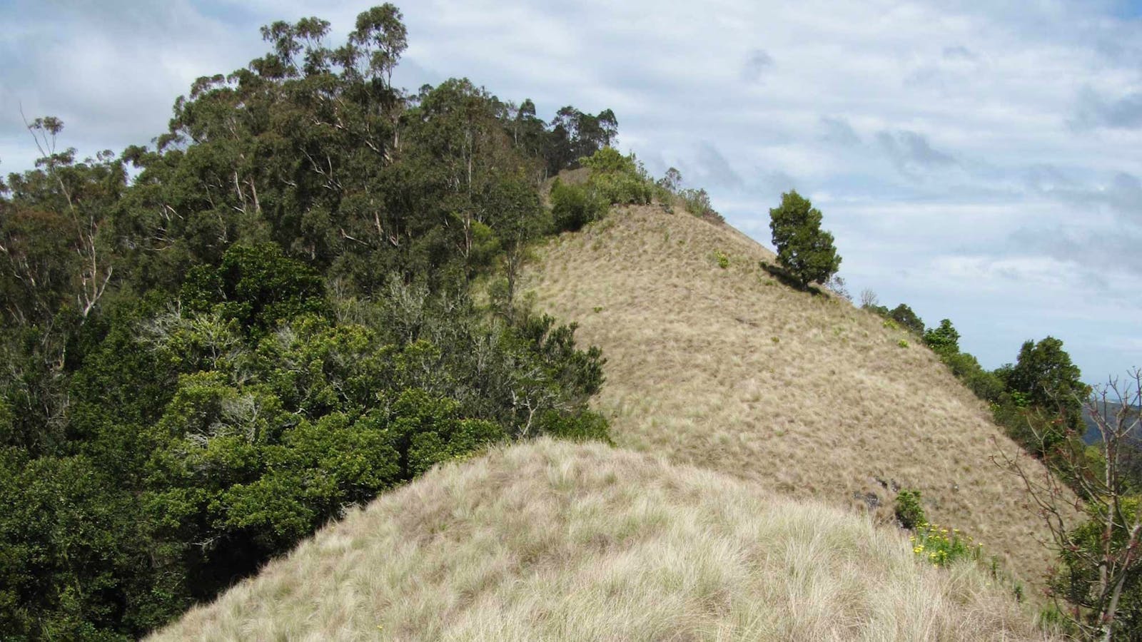 Pieries Peak Walking Track