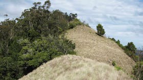Pieries Peak walking track, Mount Royal National Park. Photo: Susan Davis.