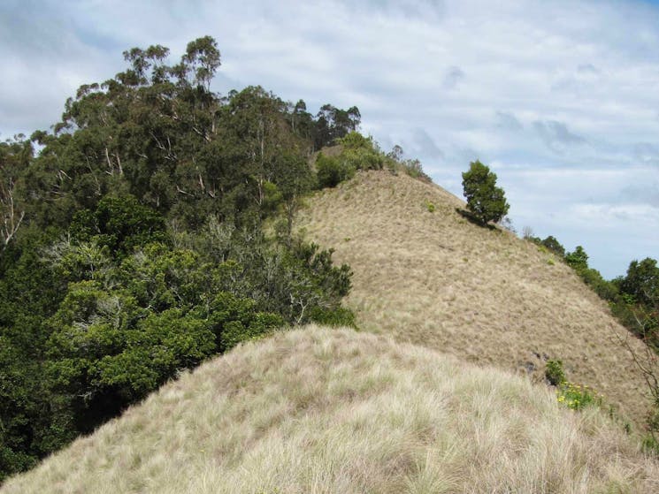 Pieries Peak walking track, Mount Royal National Park. Photo: Susan Davis.