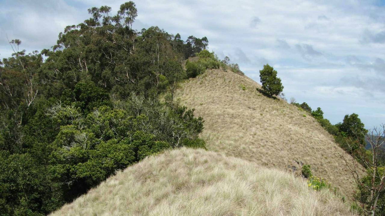 Pieries Peak Walking Track