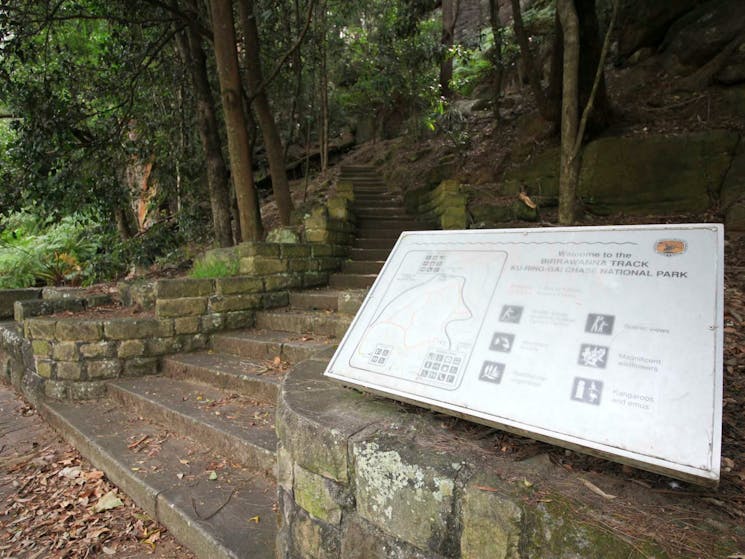 Birrawanna track, Ku-ring-gai Chase National Park. Photo: Andy Richards/NSW Government