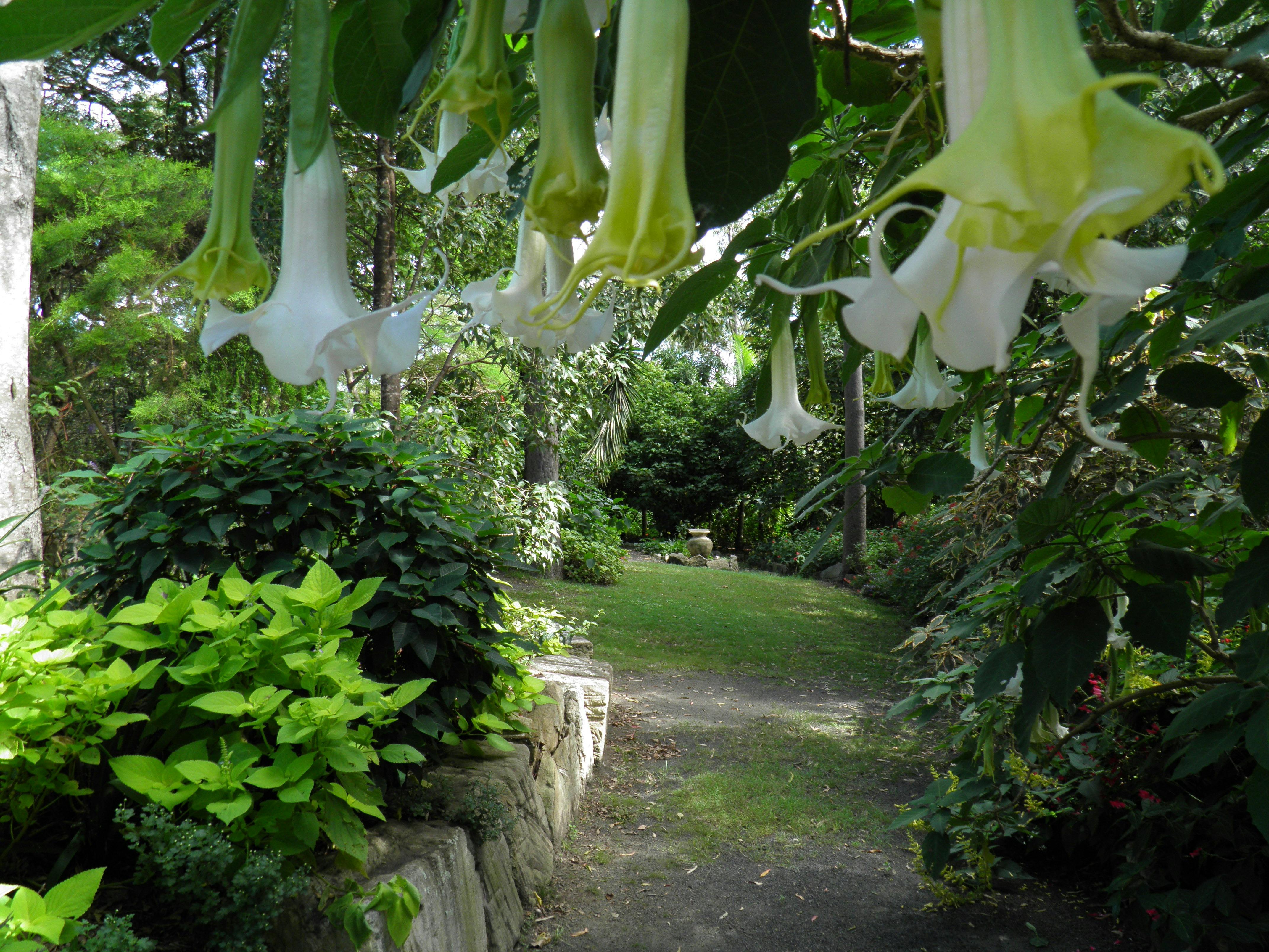 Brugmansia