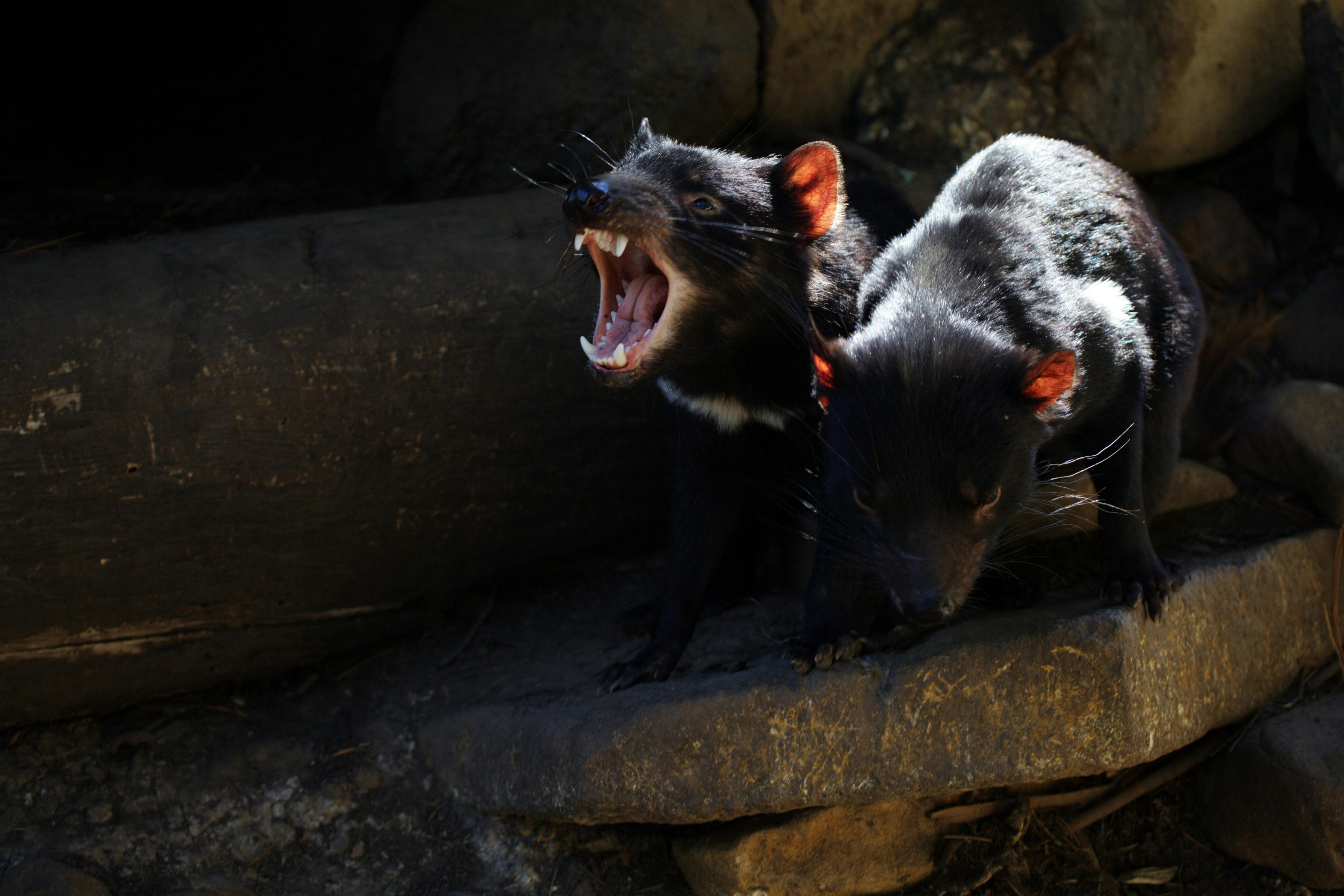 Tasmanian Devil Unzoo