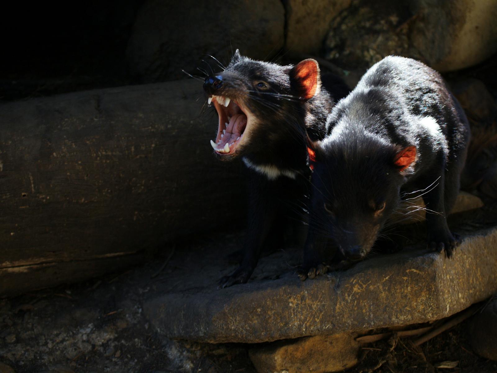 Tasmanian Devil Unzoo