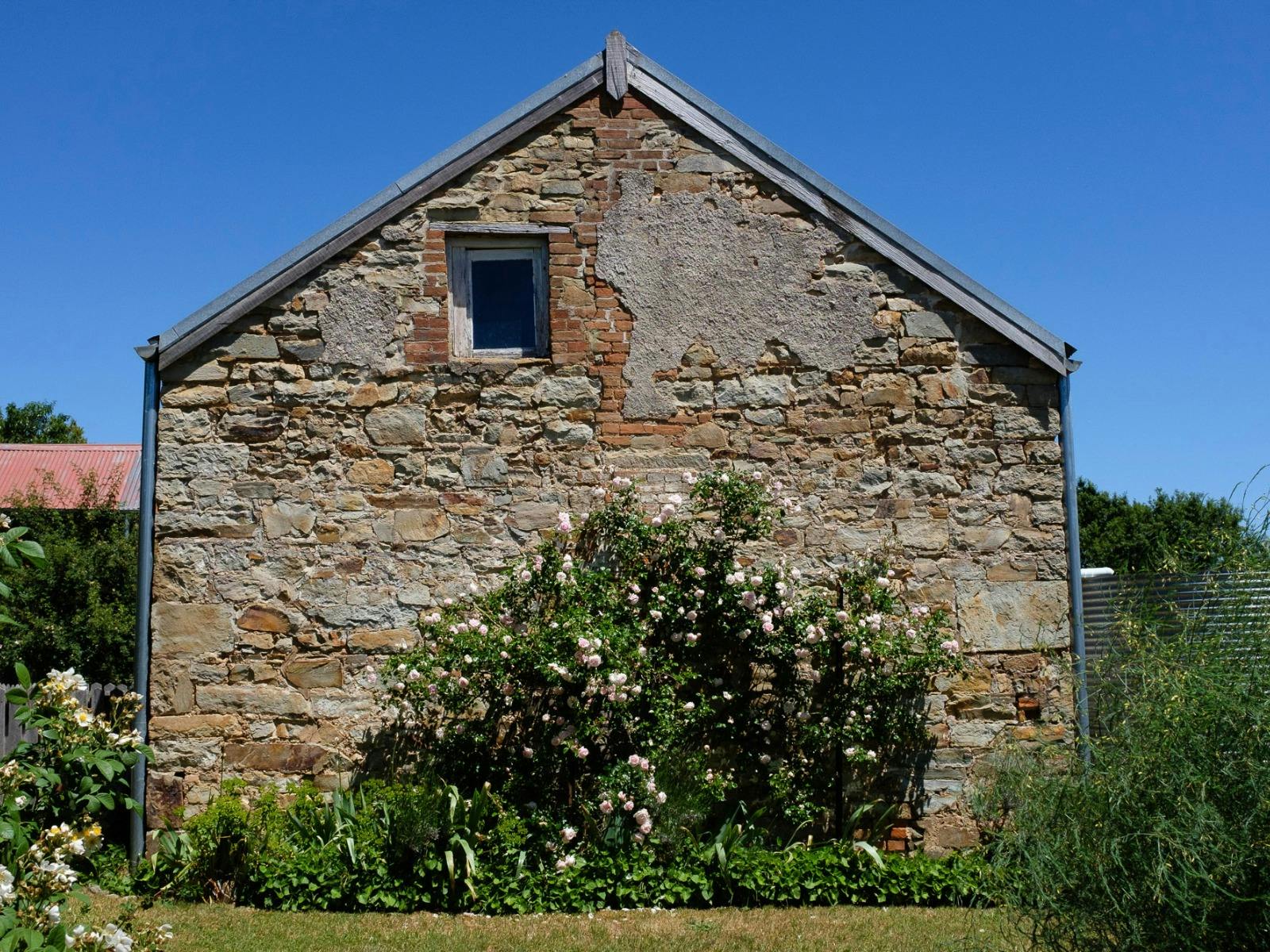Roses climb up the side of an old brick building
