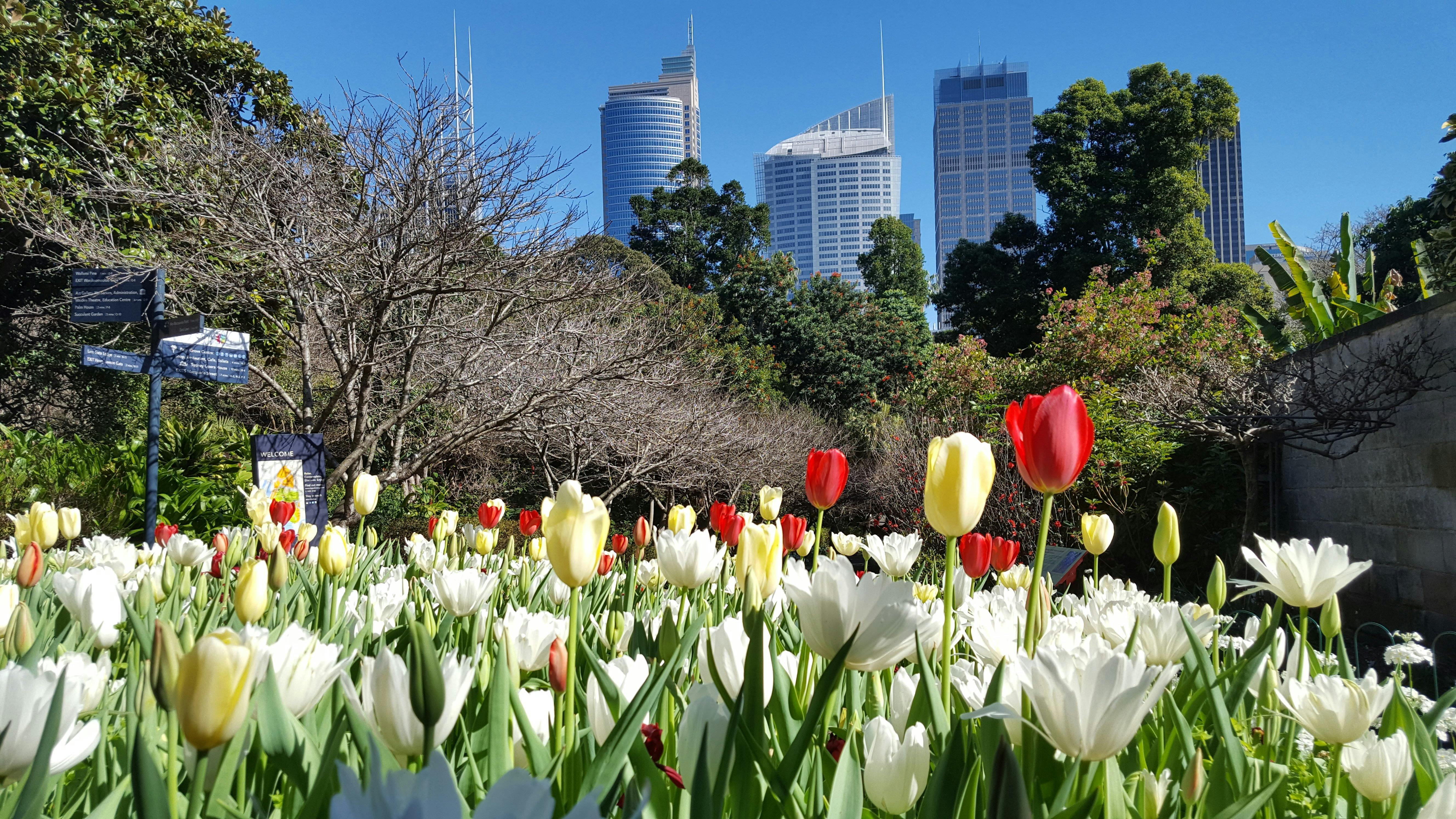 Royal Botanical Garden