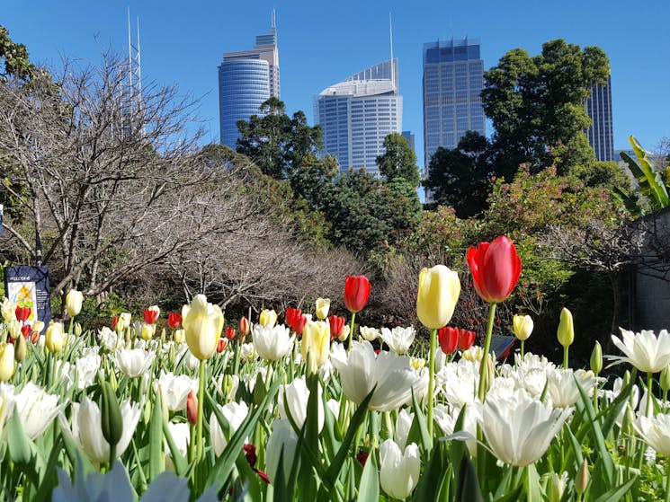 Royal Botanical Garden