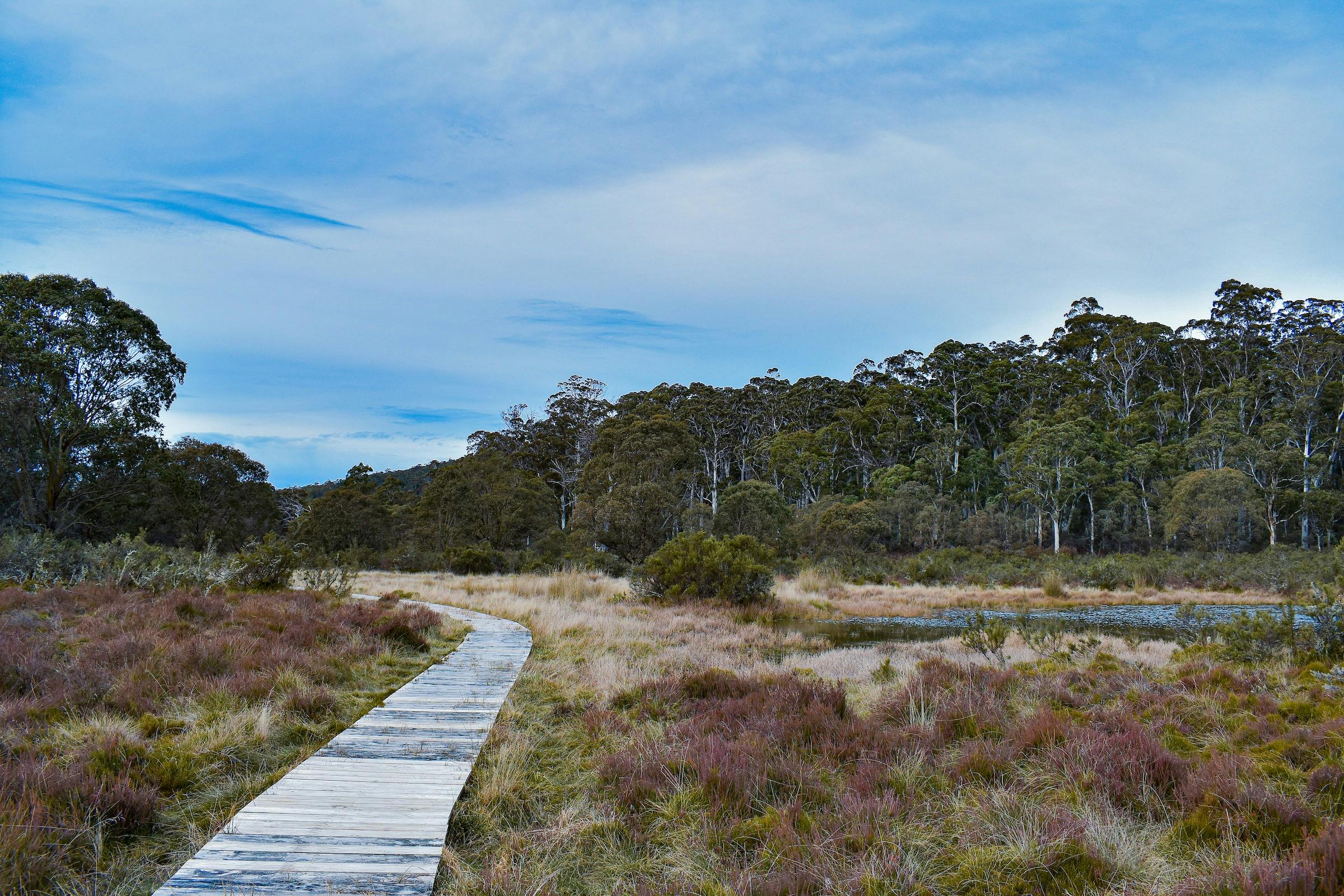 Wooden boardwalk surrounded by Alpine vegetation