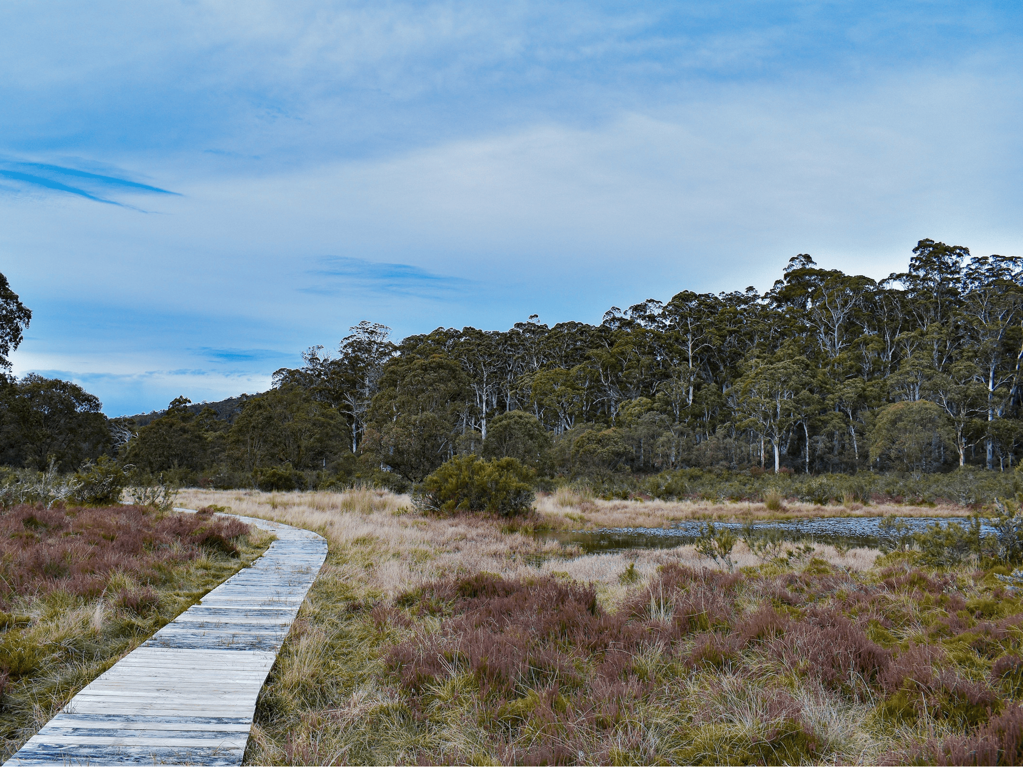 Wooden boardwalk surrounded by Alpine vegetation