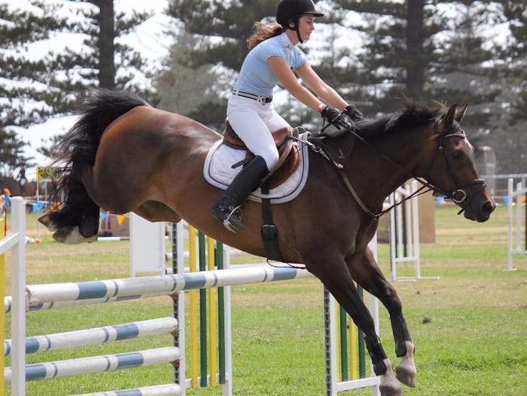 Horse Showjumping