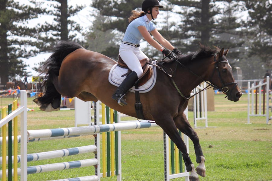 Horse Showjumping