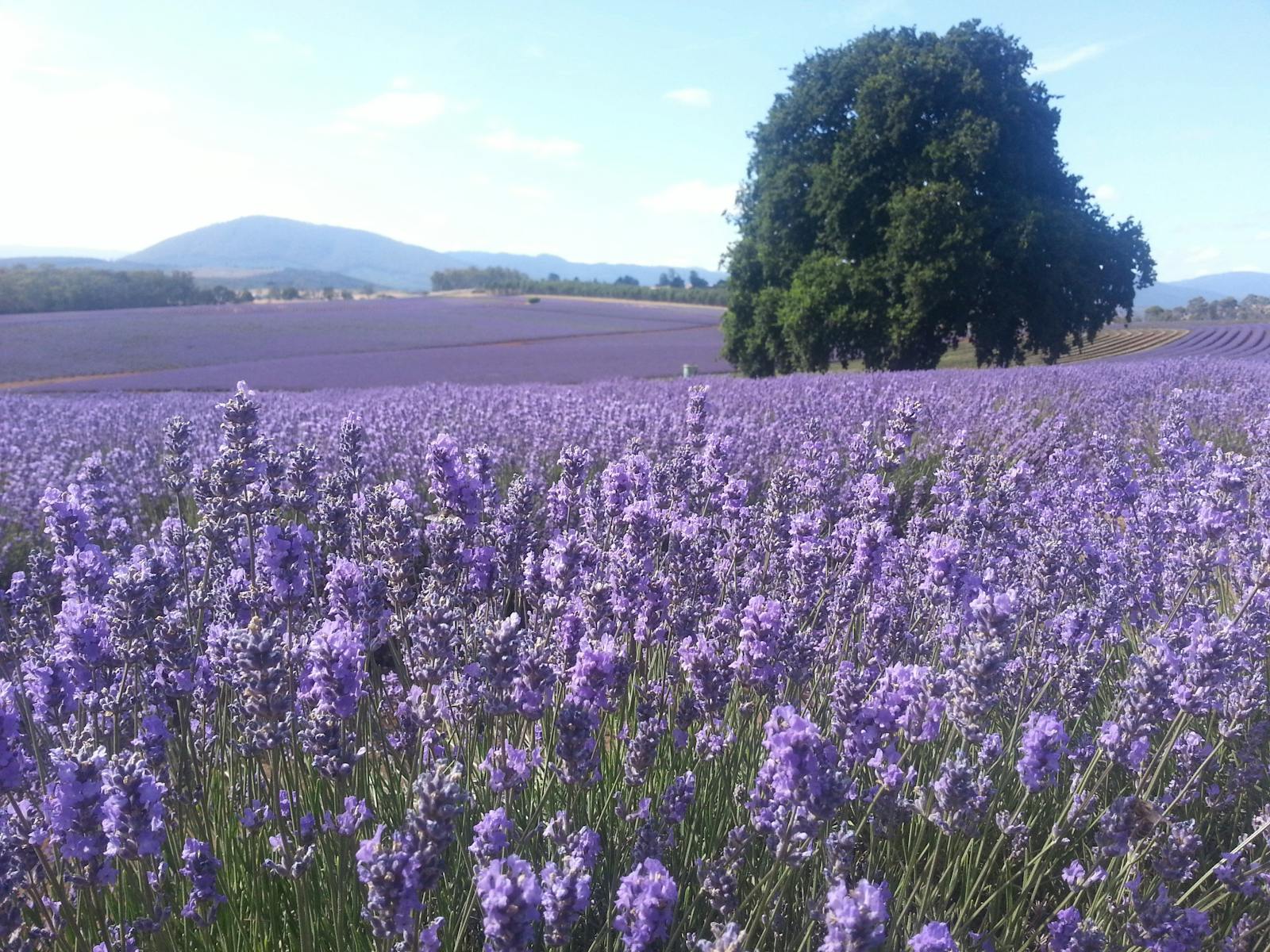 Visit the Bridestowe Lavender Farm on the Bay Of Fires tour