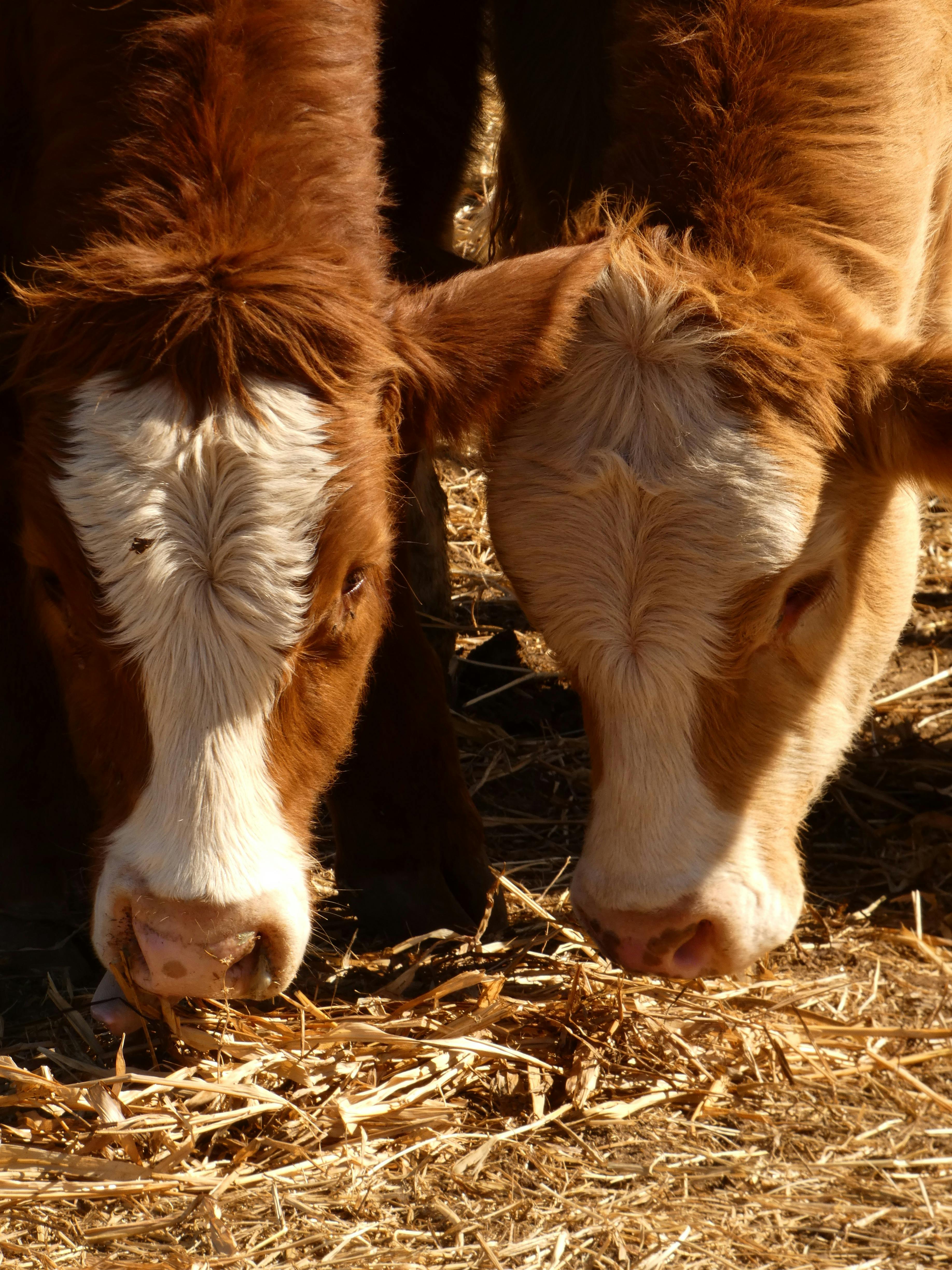 campdraft cows