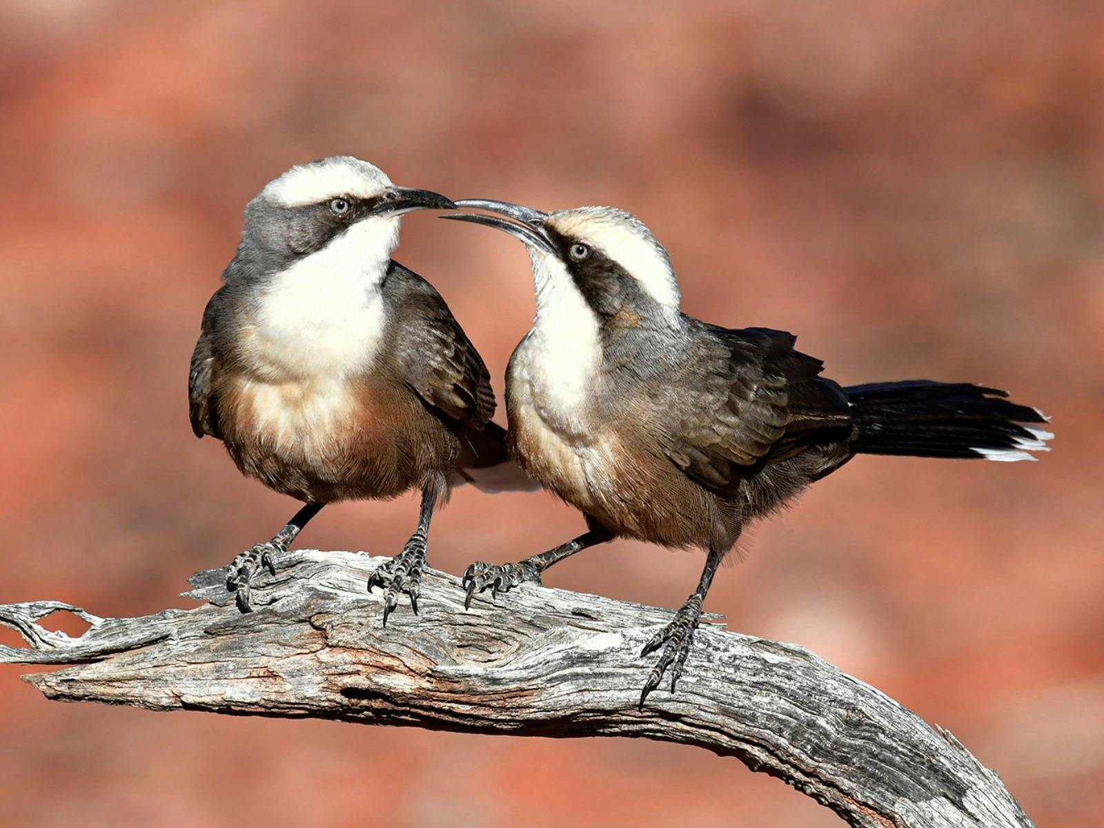 Bowra Wildlife Sanctuary