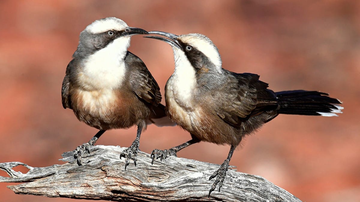 Two Grey-crowned Babblers photographed on Bowra Wildlife Sanctuary.