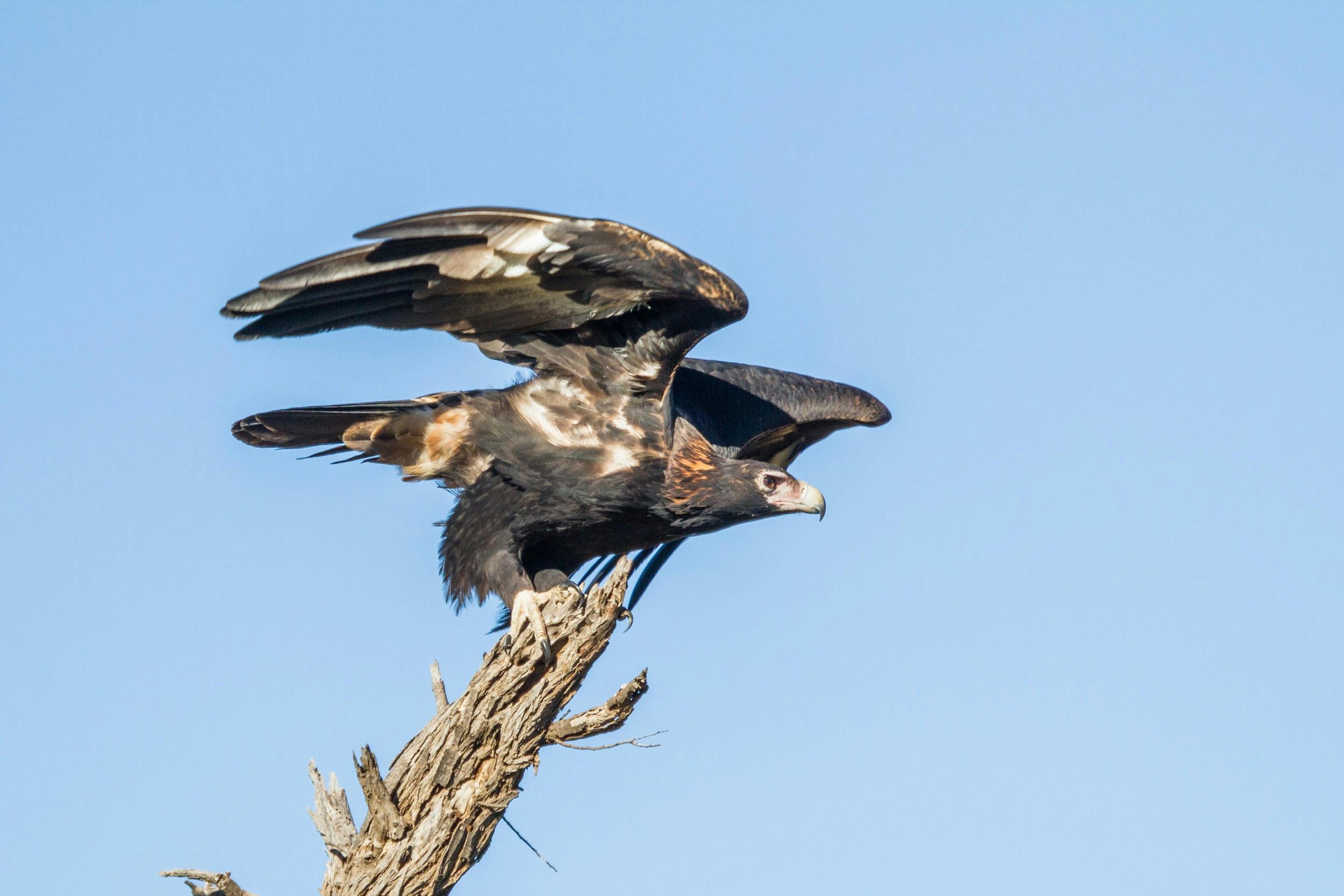 Wedge Tailed Eagle