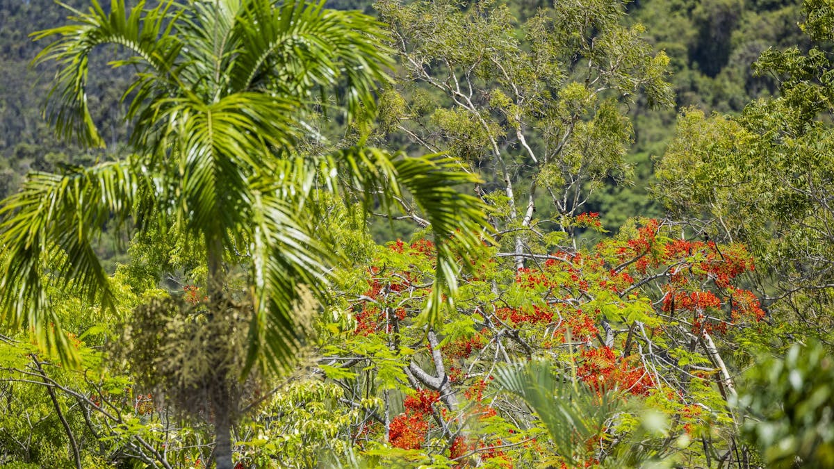 Kipara Tropical Rainforest Retreat Airlie Beach