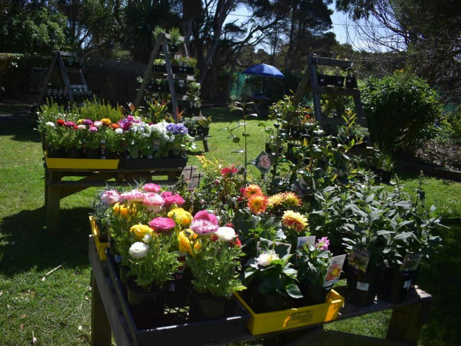 The Nursery and Florist King Island Family and kids Discover Tasmania
