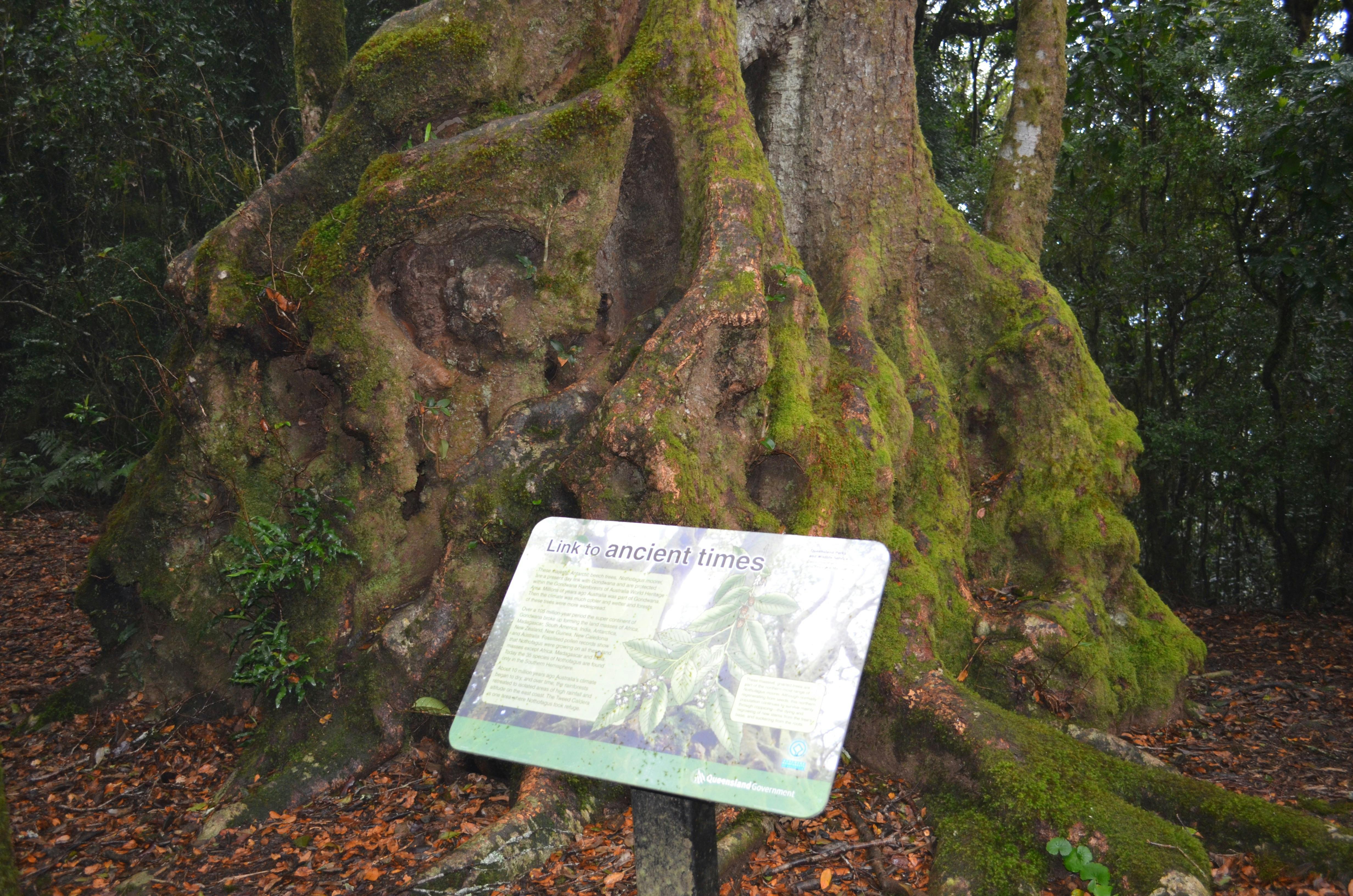 Best of All Lookout Track, Springbrook National Park