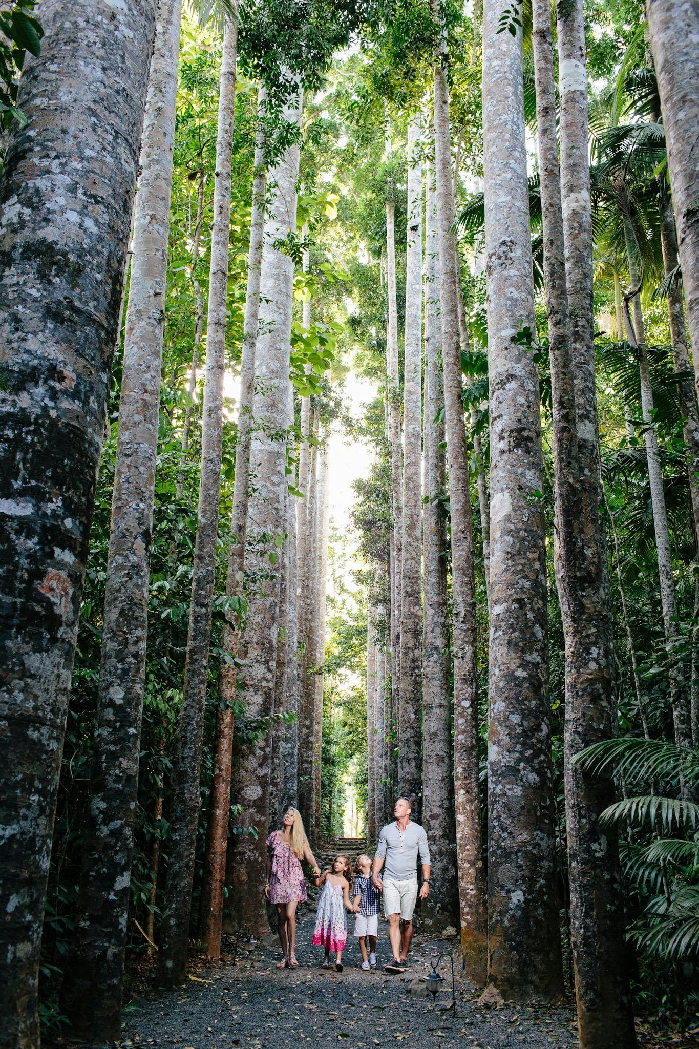 Kauri Pines
