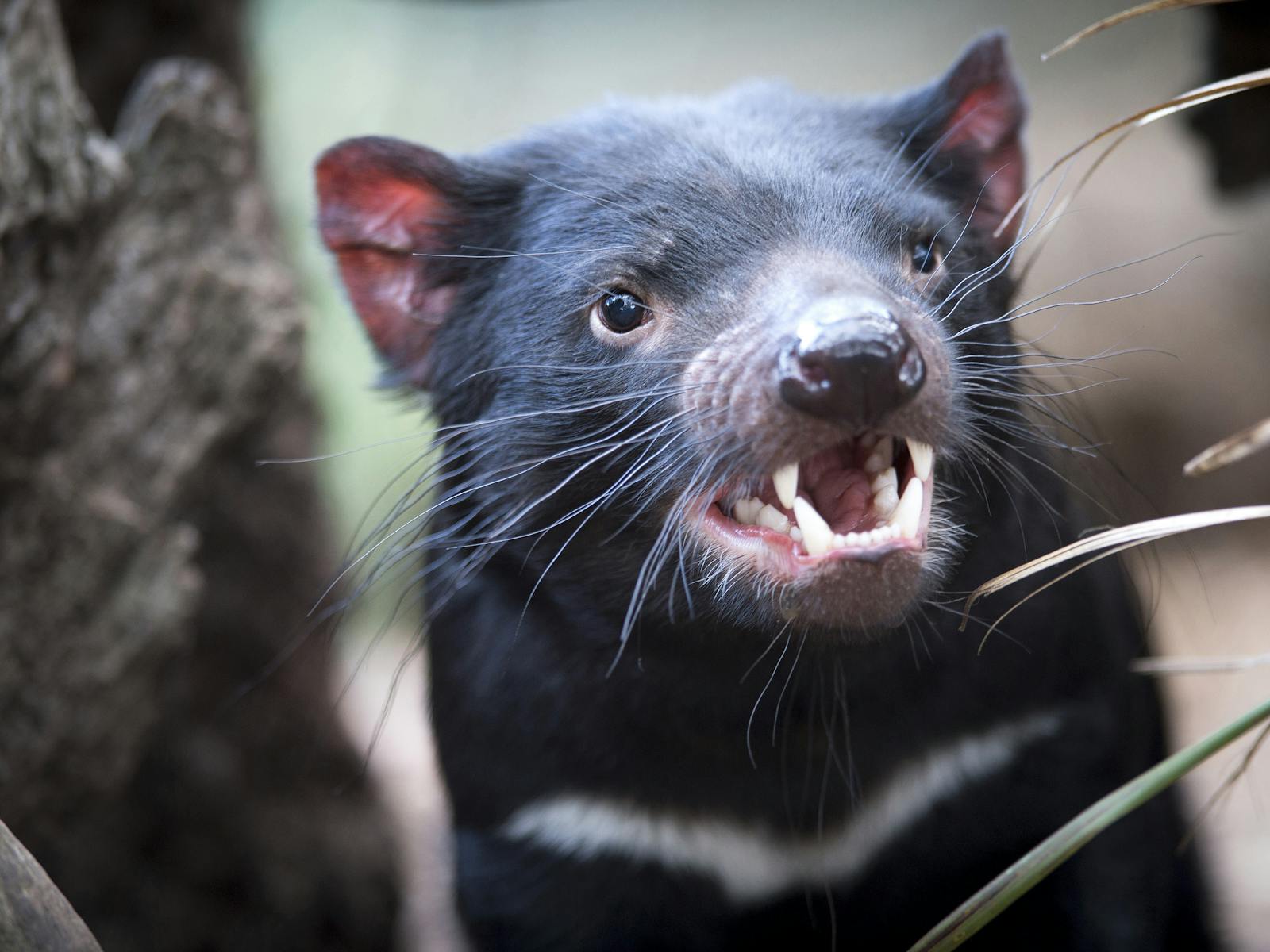 Learn about the endangered Tasmanian Devil and support the sanctuary protecting the species