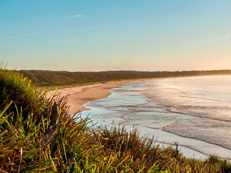 Burrawang track, Narrawallee National Park. Photo: Michael van Ewijk