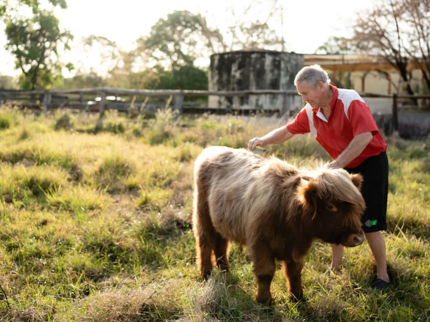 Man brushing Highland cow