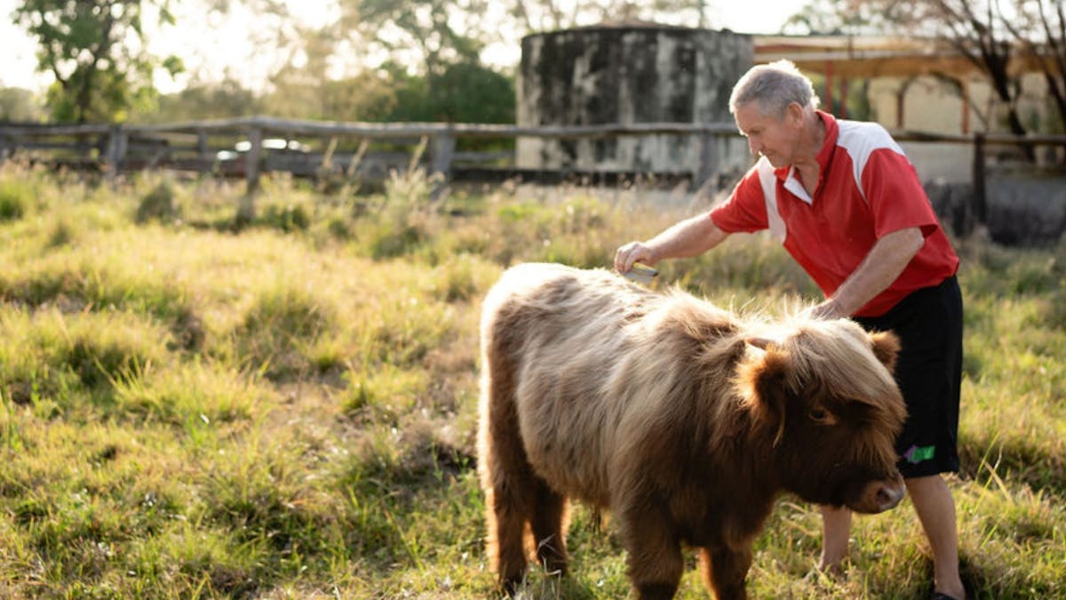 Man brushing Highland cow