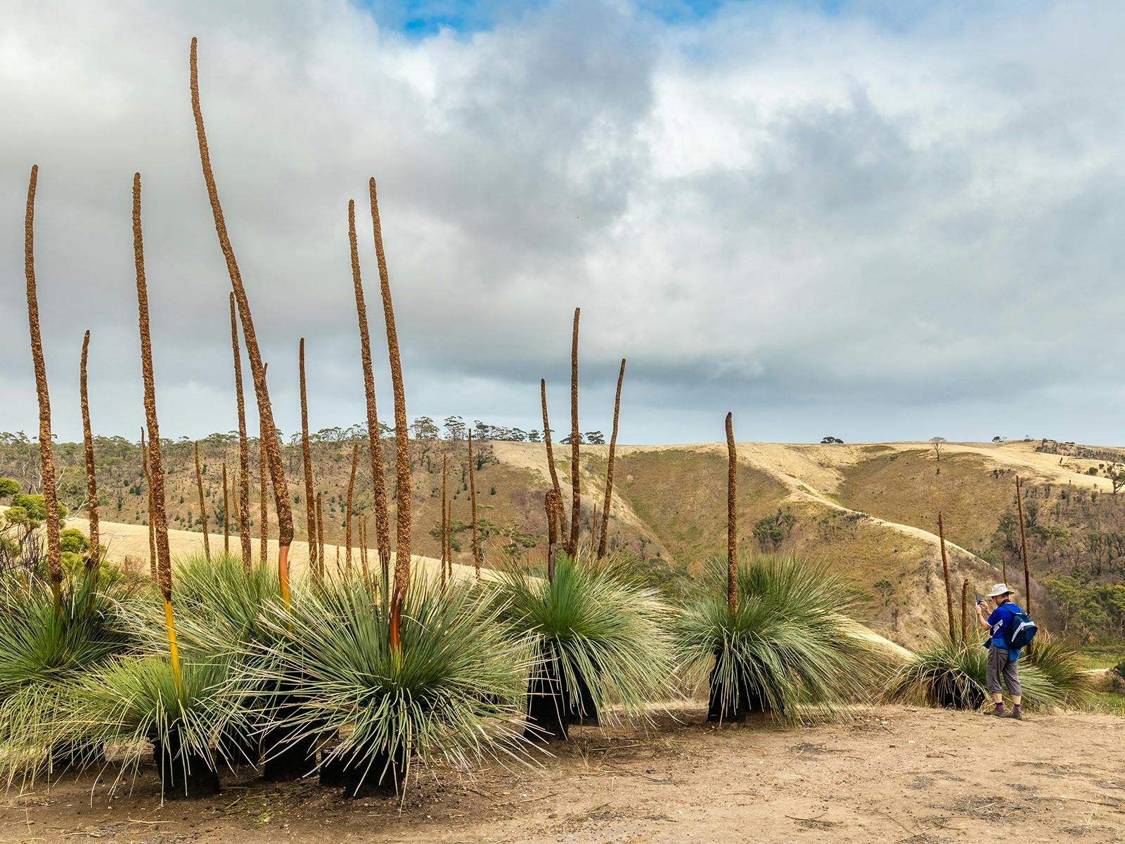 Tall yuccas in KI are a powerful symbol of how adapted the Australian bush is to fire events.