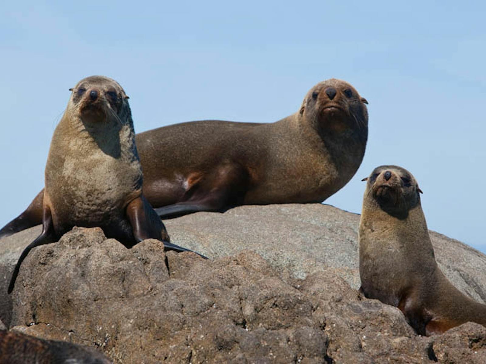 Robben auf Montague Island