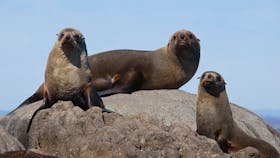 Seals at Montague Island