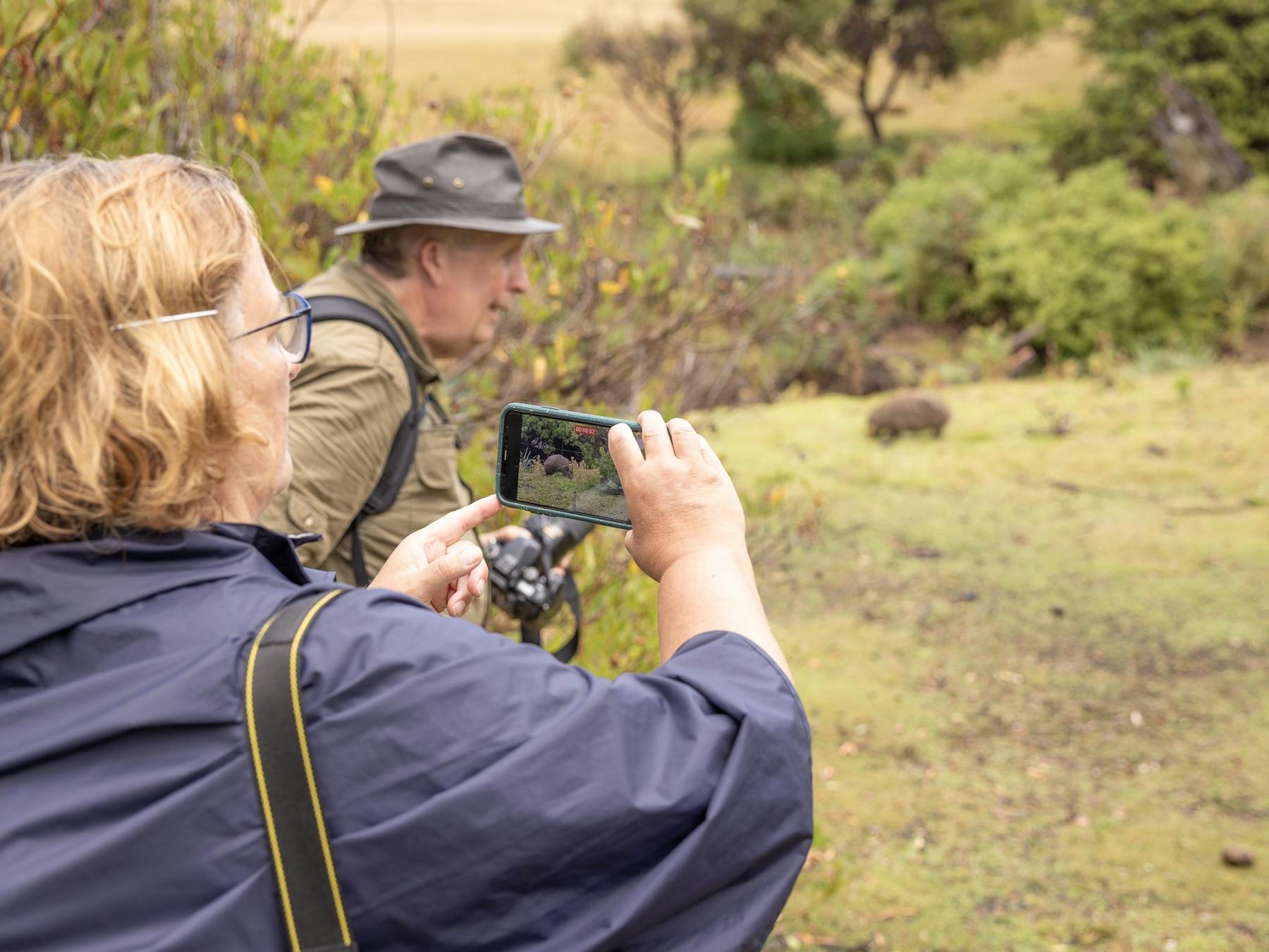 a photographer using a smartphone for an impromptu photo of a wombat