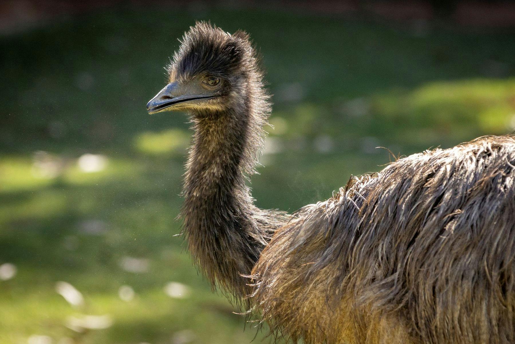 Australian Wildlife Experience at Melbourne Zoo