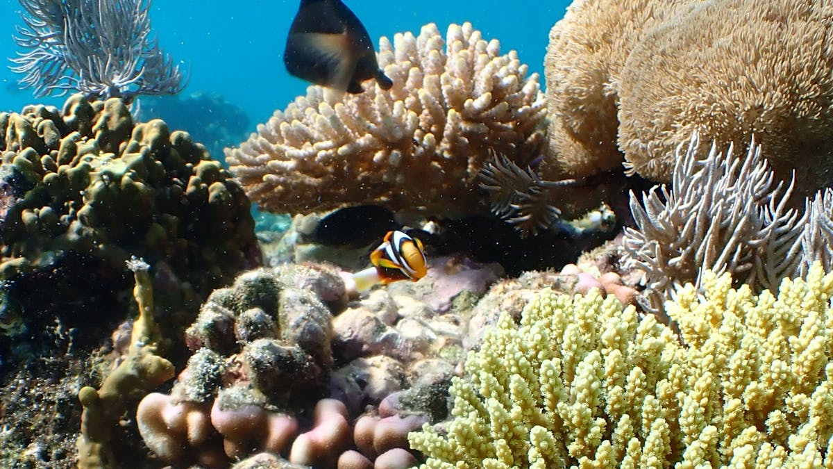 Whitsunday Diving