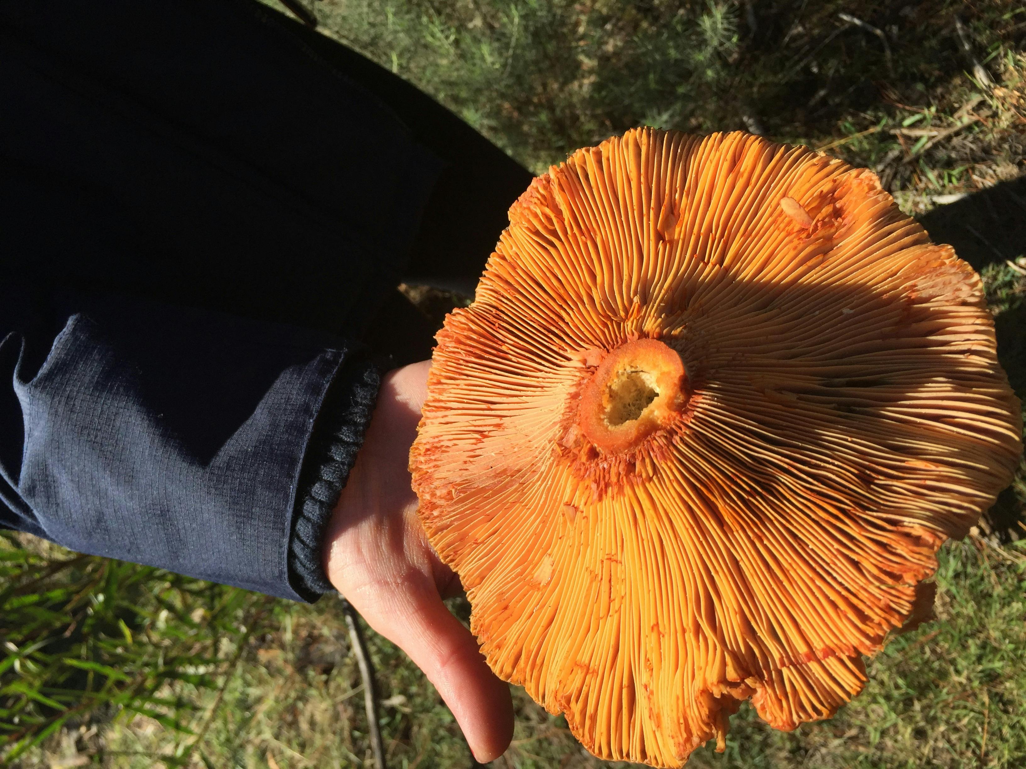Mushroom Foraging Workshops