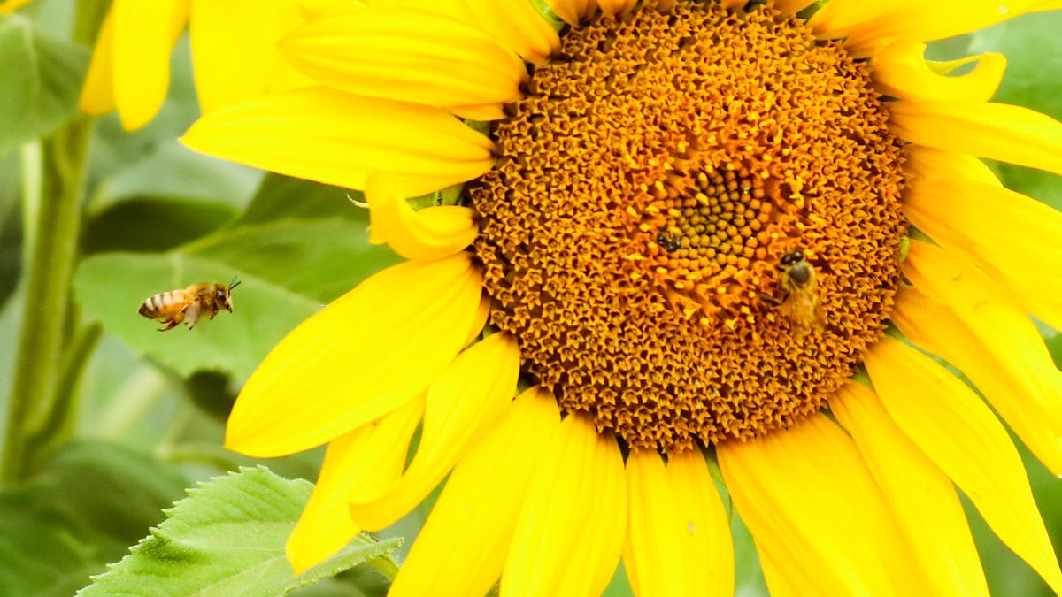 Sunflowers