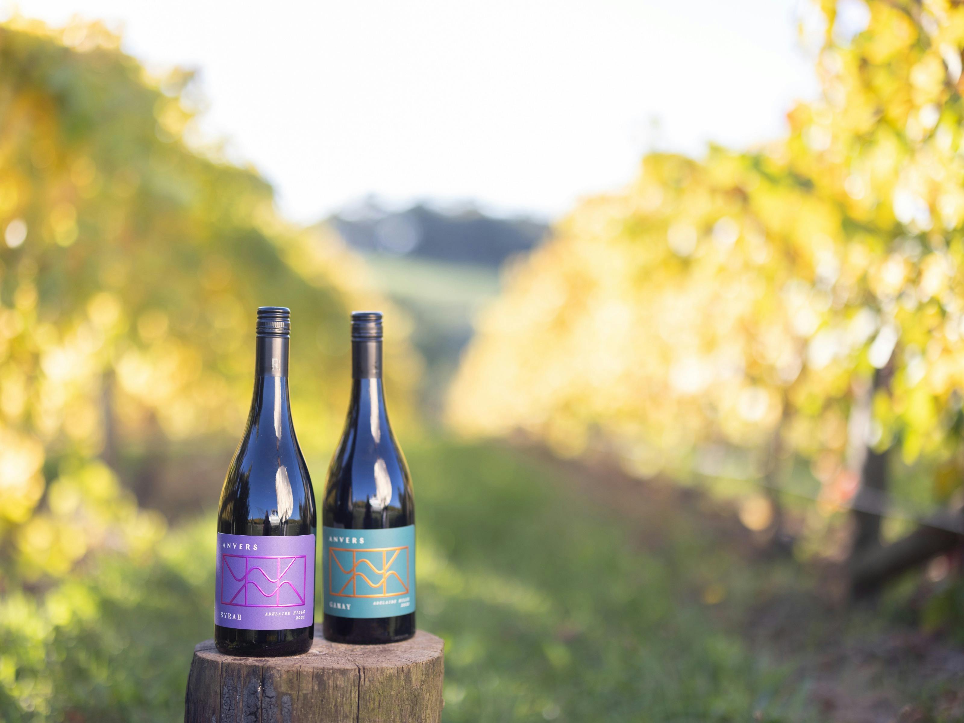 Anvers Syrah and Gamay in the estate vineyard