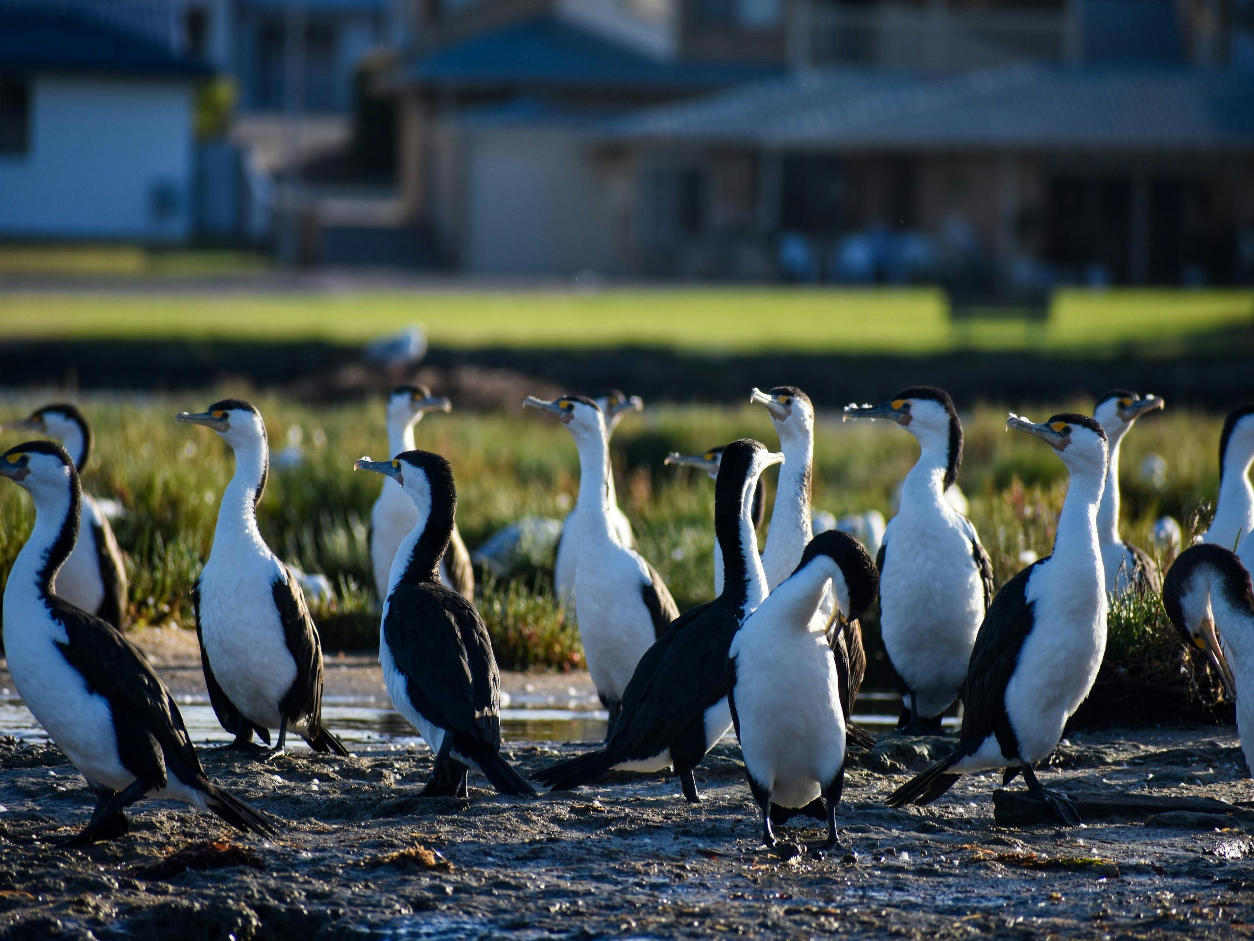 Local wildlife on Soldiers Cove
