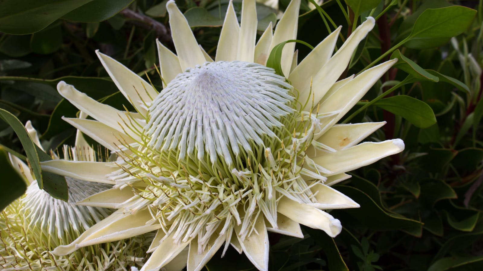 Inala Jurassic Garden