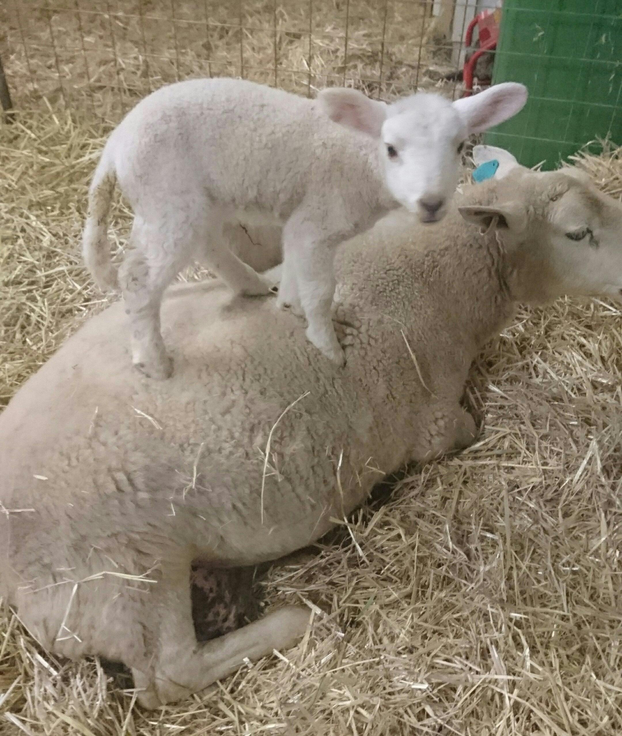 Adaminca Alpacas - Farm to Fashion On Farm Alpaca Shop